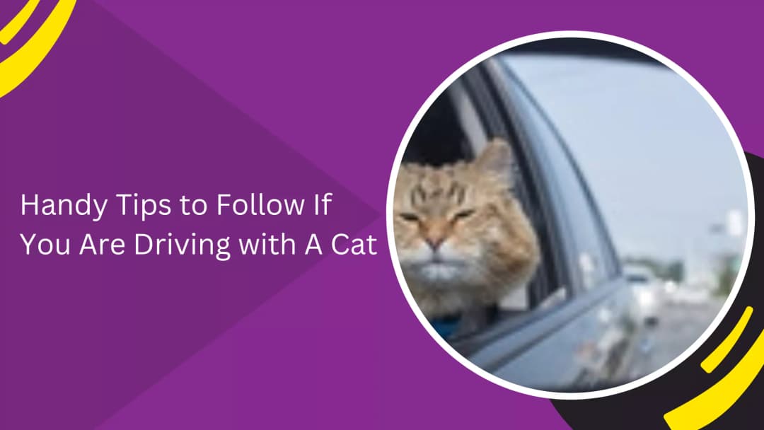 Driving With a Cat: A Complete Guide to Safe, Calm Car Travel